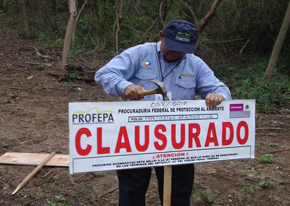 PROFEPA clausura predio en Felipe Carrillo Puerto por aprovechamiento ilegal