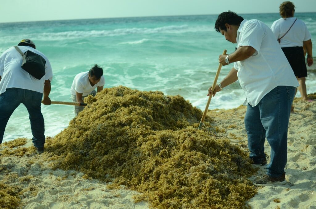 Arranca en Cancún programa emergente "Todos contra el sargazo”