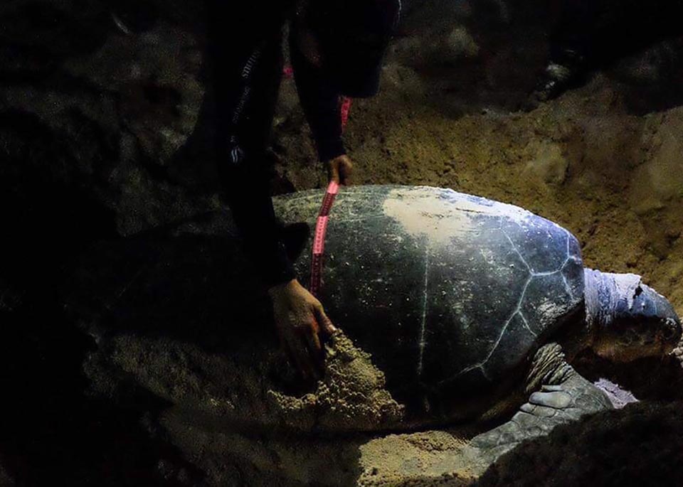 Fomentan en Puerto Morelos protección a la tortuga marina