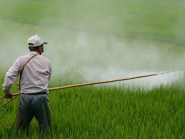 Prohíbe Semarnat importar el herbicida glifosato