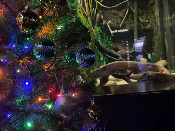 Usan anguila eléctrica para encender árbol de Navidad