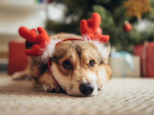 Piden no regalar animales en Navidad