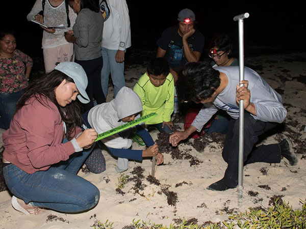 Mil 621 nidos de tortugas marinas fueron registrados por la FPMC