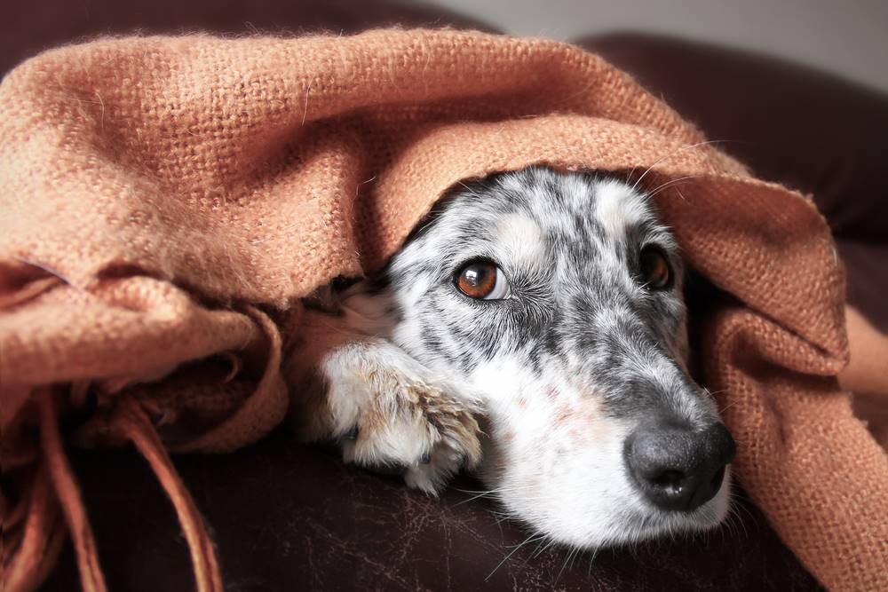 Seis formas de ayudar a un perro callejero en época de frío