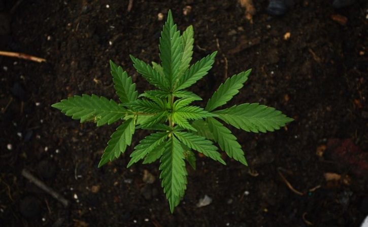 Senado analiza cambios de diputados a ley de cannabis