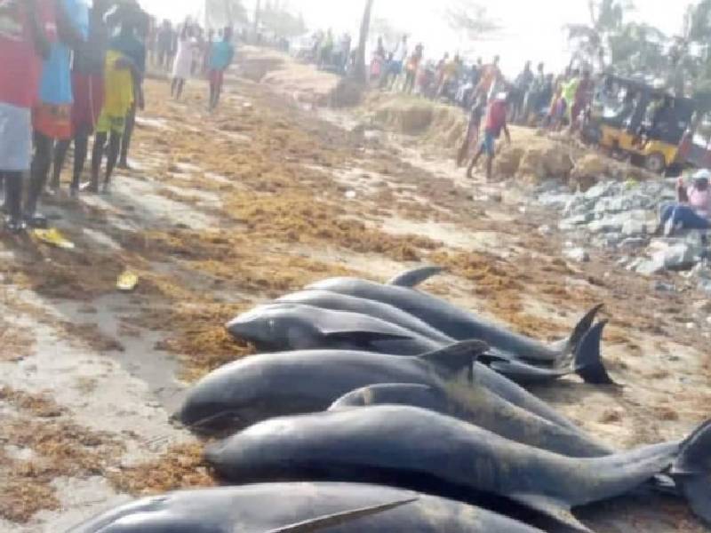 Muren 60 delfines y otras especies en playas de Ghana
