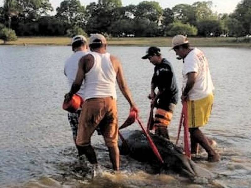 Rescatan a manatí varado en río de Chipas