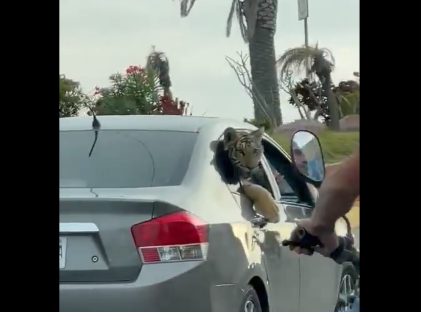 Un tigre de bengala pasea en automóvil por calles de Mazatlán