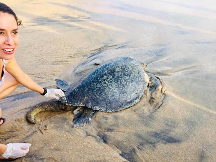Chiapas y Oaxaca se alían para proteger y conservar a la tortuga marina