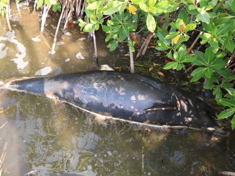 delfín muerto en manglares de la laguna de Nichupté