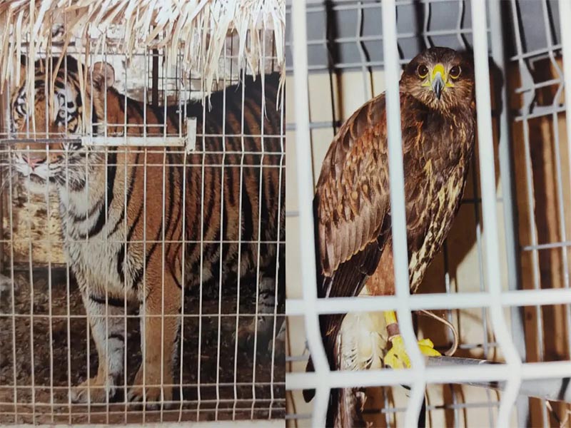 FGR asegura animales exóticos en un cateo en Zapopan