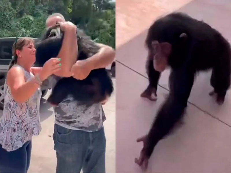 Chimpancé se reencuentra con su familia humana y causa ternura