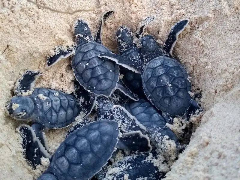 Esperan desove de mil tortugas en Playa del Carmen