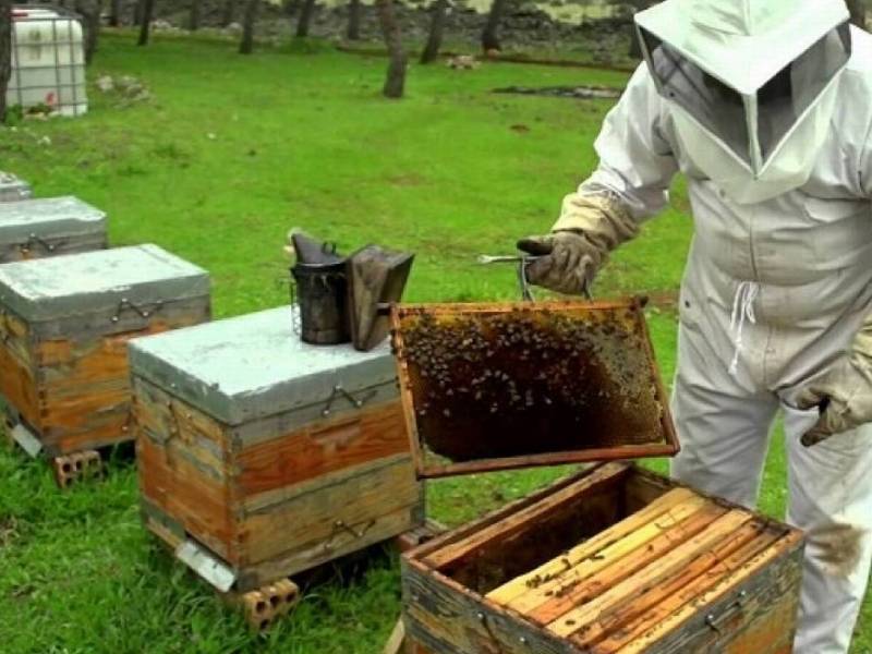 ¡Buenas noticias! Producción de miel aumentará 22%