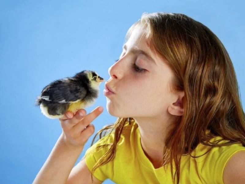 Por salmonelosis en EU, piden que no besen a los pollos y gallinas