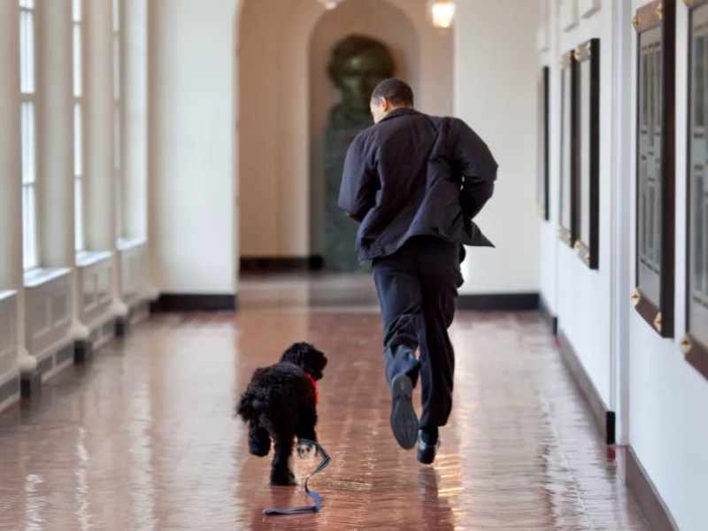 Muere Bo, el perro de Barack Obama y estrella de la casa blanca