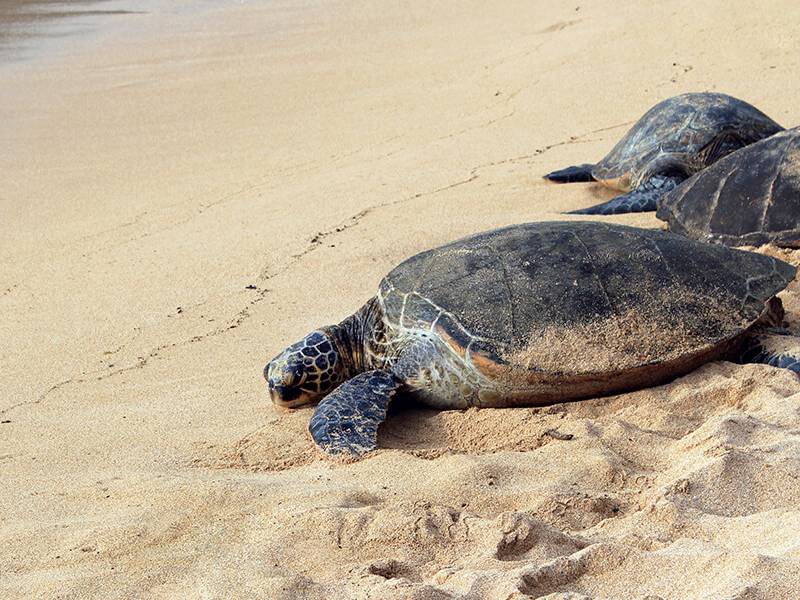 Piden a bañistas proteger a tortugas