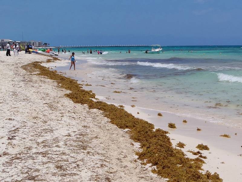 Playas de Solidaridad, con grave problema de sargazo