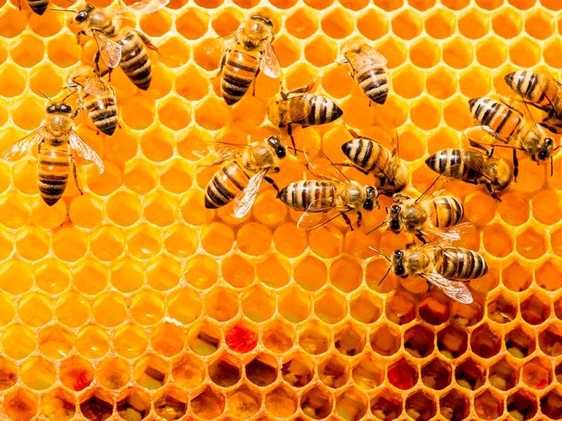 Sader fortalece apoyos a los apicultores mexicanos