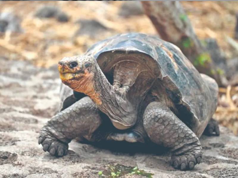 hallan tortuga gigante en isla galápagos