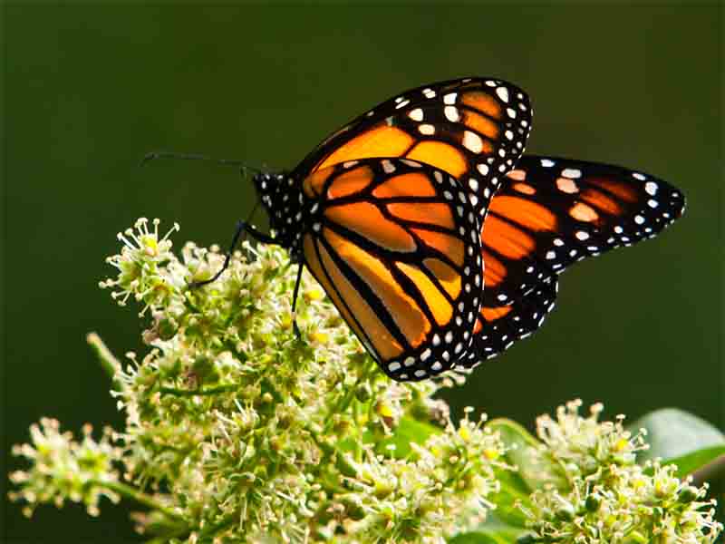 Están en Colombia 20% de las especies de mariposas en el mundo