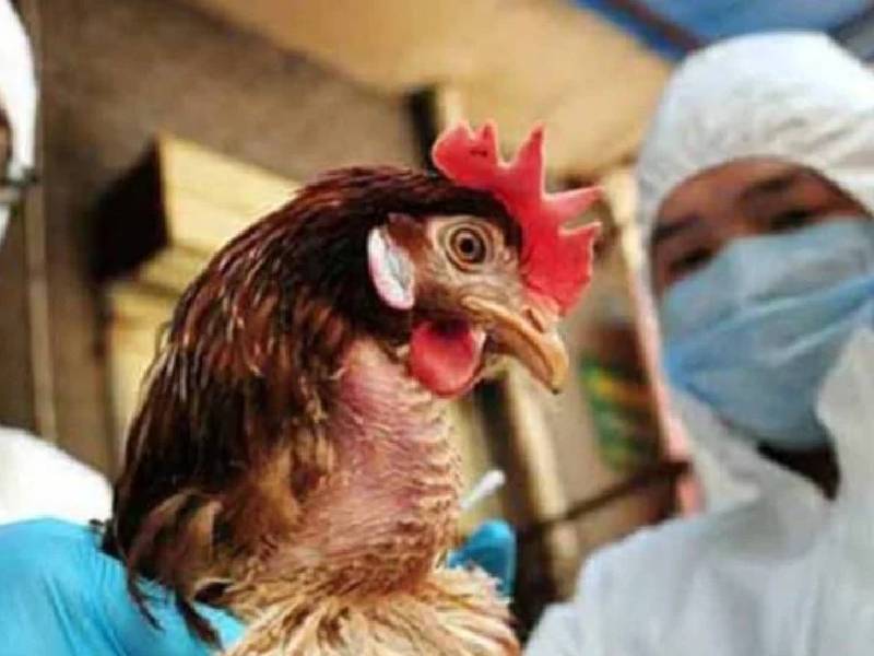China confirma primer caso de gripe aviar H1ON3 en humanos