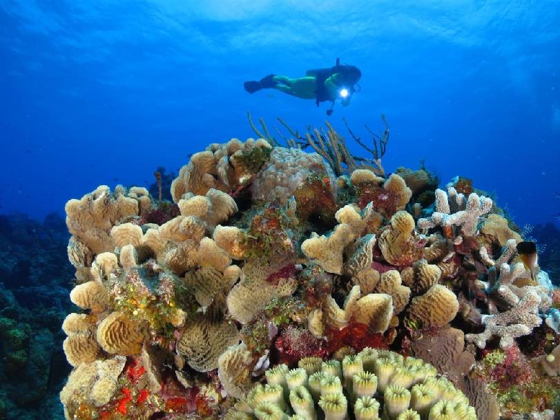 Corales, con fecha de caducidad en todo el mundo