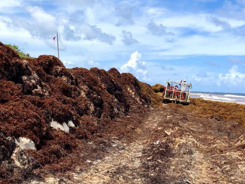 Crece la Cordillera del Sargazo en Tulum