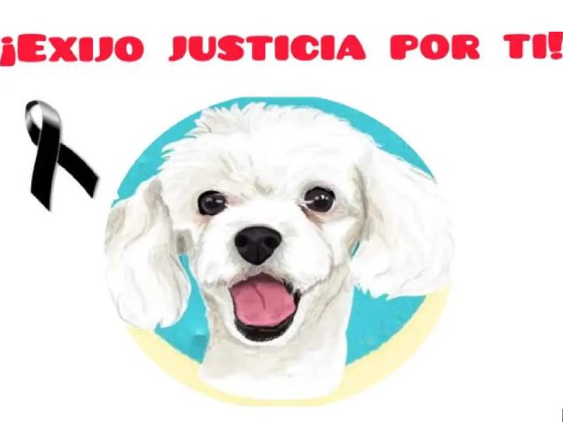Fallece Aurora, la perrita rescatada que sufrió abuso sexual en Michoacán