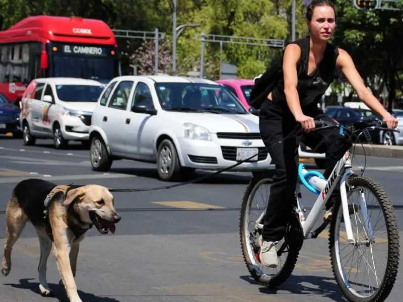 Día Mundial de la Bicicleta: con este medio de transporte todos ganan