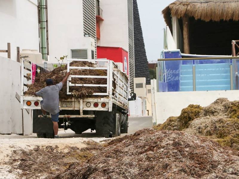 No dan tregua a la limpieza del sargazo en las playas de Cancún