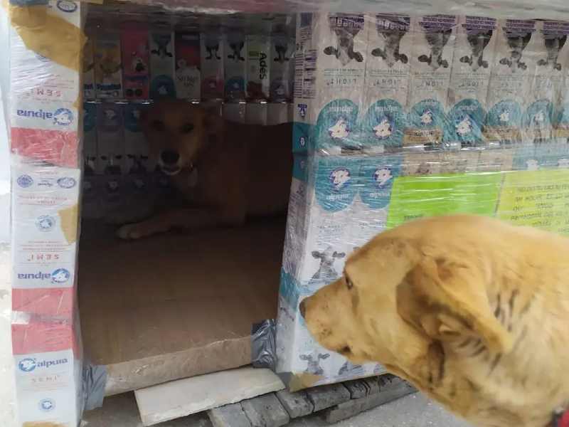 Crean casitas de tetrapack para control y cuidado de perritos sin hogar