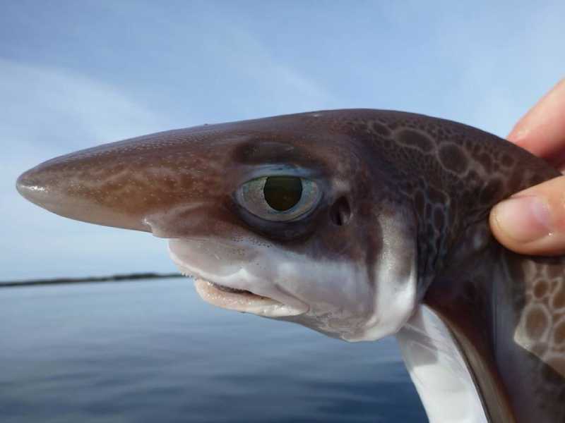 Tiburones están en peligro por el calentamiento oceánico