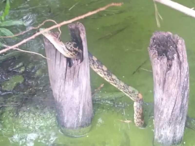 Rescatan a serpiente que se atoró en un tronco en el lago de Xochimilco