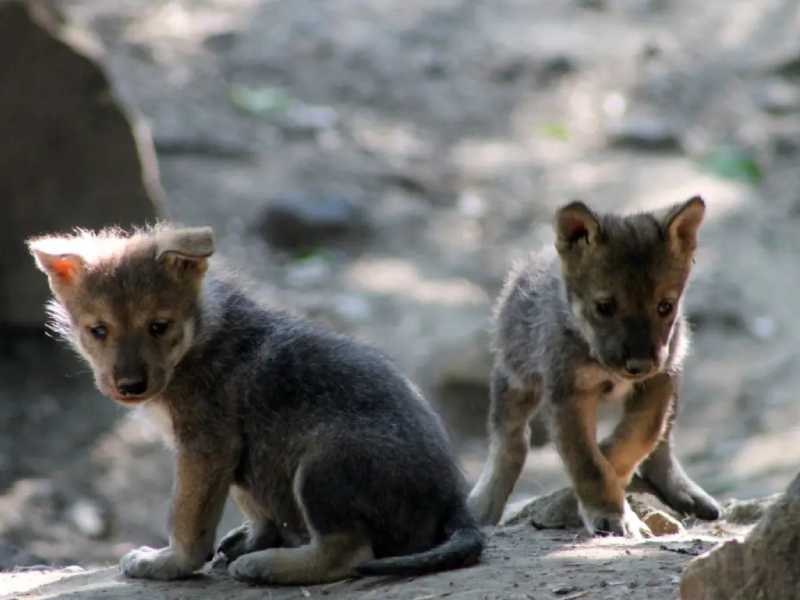 Nace camada de lobos en el Zoológico de Chapultepec