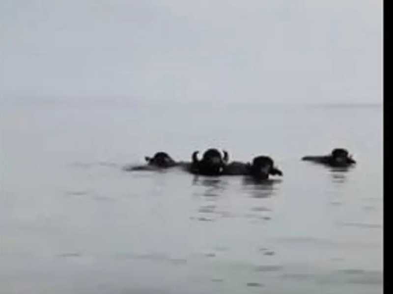 Captan a búfalos nadando tranquilamente en la laguna de Tamiahua, Veracruz (Video)