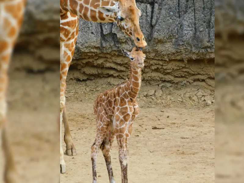 Nombran Adelita a la jirafa bebé del Zoológico de Chapultepec