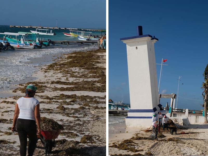 Puerto Morelos- Mantienen limpieza de playas ante recale de sargazo
