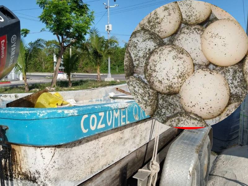 SEMAR detiene en Cozumel a pescadores por extraer huevos de tortuga marina