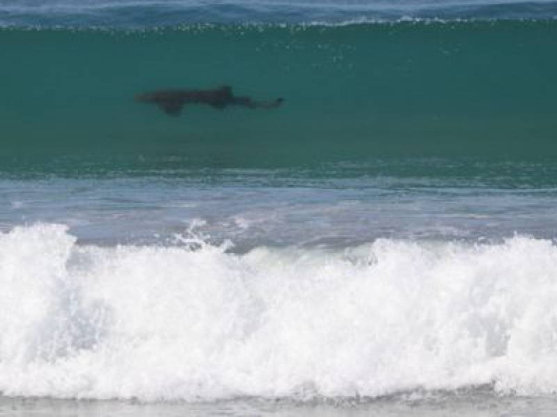 VIDEO. Tiburón sorprende a bañista en playa de Cozumel