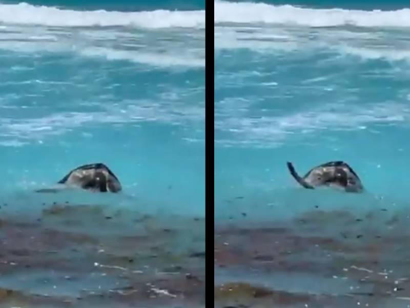 VIDEO. Usuario capta apareamiento de tortugas en Playa de Cancún