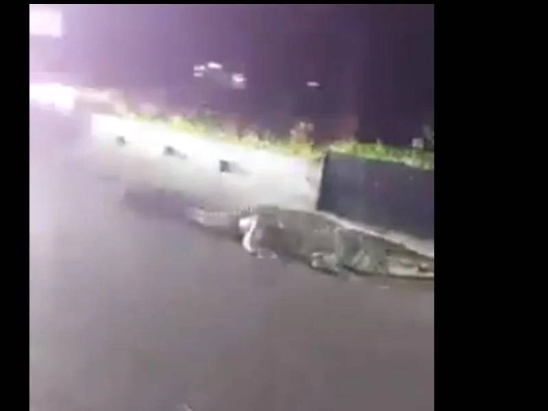 Video. Captan a cocodrilo paseando por las calles de Villahermosa