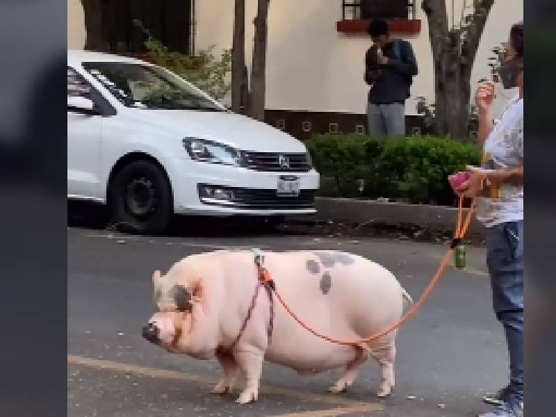 Video. ¡En CDMX todo puede pasar! Captan a joven paseando un cerdo en calles capitalinas