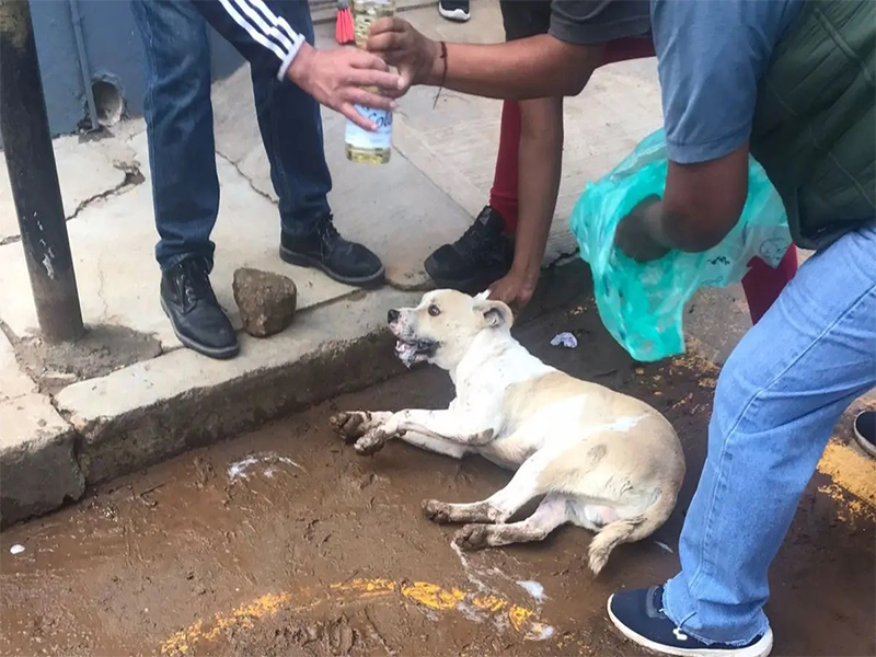 Envenenan y matan a ocho perros callejeros en Oaxaca (VIDEO)