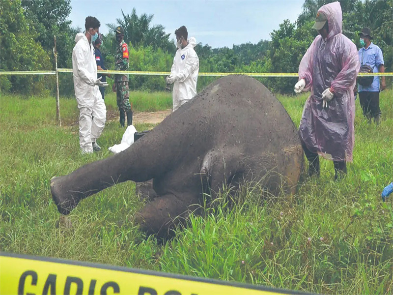 Furtivos decapitan a elefante en plantación de Sumatra