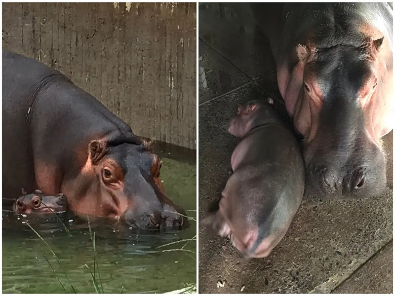 Nace bebé hipopótamo en zoológico de Guadalajara