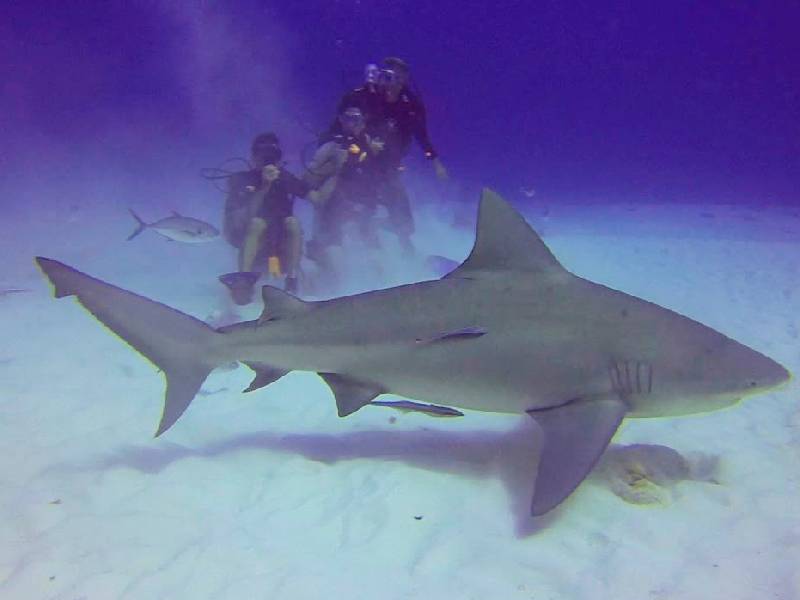 Buscarán criadero de tiburón toro en Playa del Carmen