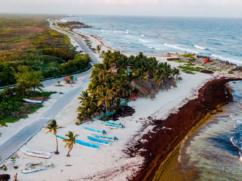 Disminuye Disminuye 23% la presencia de sargazo en playas de Quintana Roo 23% la presencia de sargazo en playas de Quintana Roo
