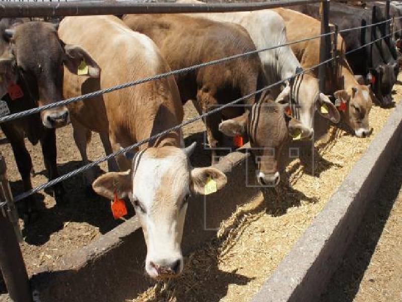 México y Belice certificarán ganado bovino