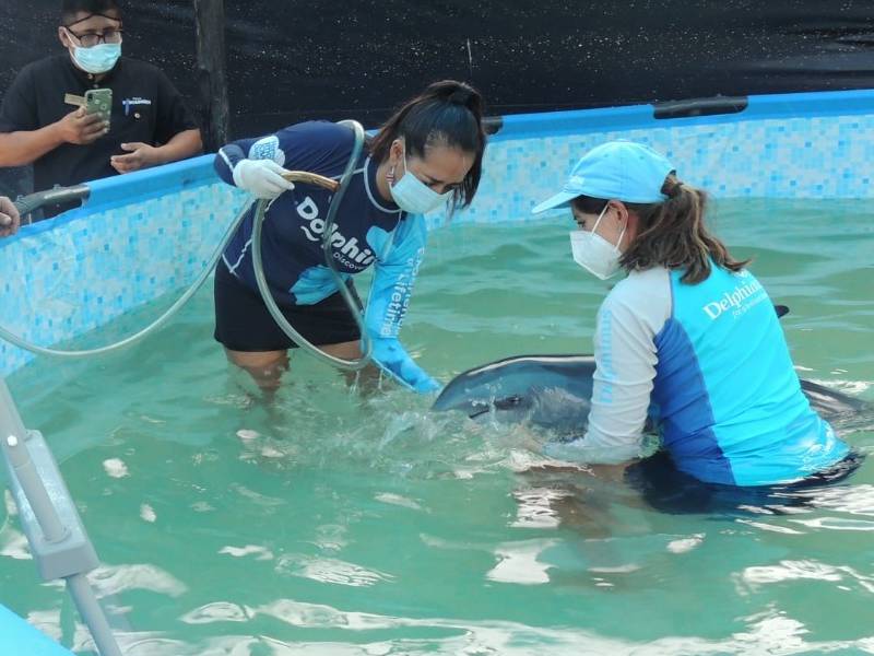 Tulum Delfín adulto y su cría mueren tras su rescate